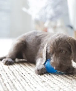 JW Pet Sloth Squeaky Ball Dog Toy, Small 7 JW Pet Sloth Squeaky Ball Dog Toy, Small -Pet Toy Elegant Shop 182729 PT2. SY630 V1602297074