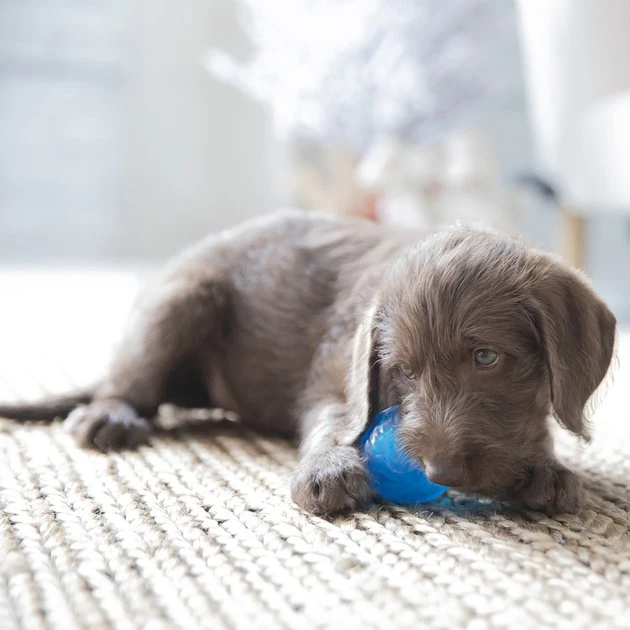 JW Pet Sloth Squeaky Ball Dog Toy, Small 5 JW Pet Sloth Squeaky Ball Dog Toy, Small - Image 3