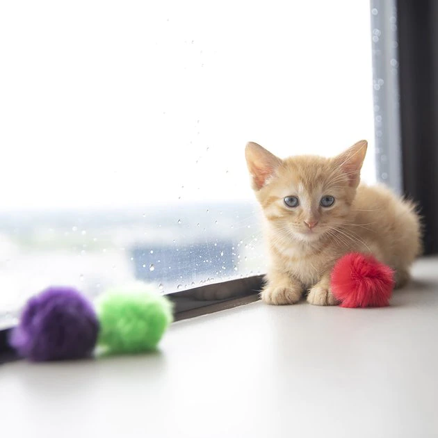 JW Pet Fun Fluffs Cat Toys, 3 count JW Pet Fun Fluffs Cat Toys, 3 count -Pet Toy Elegant Shop 182747 PT2. SY630 V1602307869