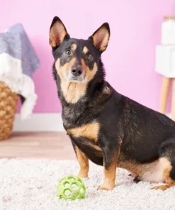 Pet Toy Elegant Shop -Pet Toy Elegant Shop 53324 PT1. SY630 V1530189876