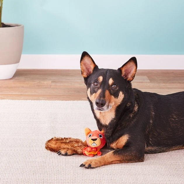 JW Pet Crackle Heads Skippy the Squirrel Dog Toy, Medium JW Pet Crackle Heads Skippy the Squirrel Dog Toy -Pet Toy Elegant Shop 53335 PT3. SY630 V1530909935