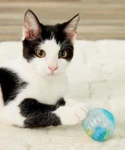 JW Pet Cataction Fish Ball Cat Toy 5 JW Pet Cataction Fish Ball Cat Toy -Pet Toy Elegant Shop 53409 PT8. SY630 V1505934582