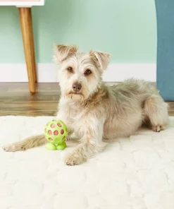 JW Pet Hol-ee Cuz Dog Toy, Color Varies -Pet Toy Elegant Shop 70983 PT4. SY630 V1530911562