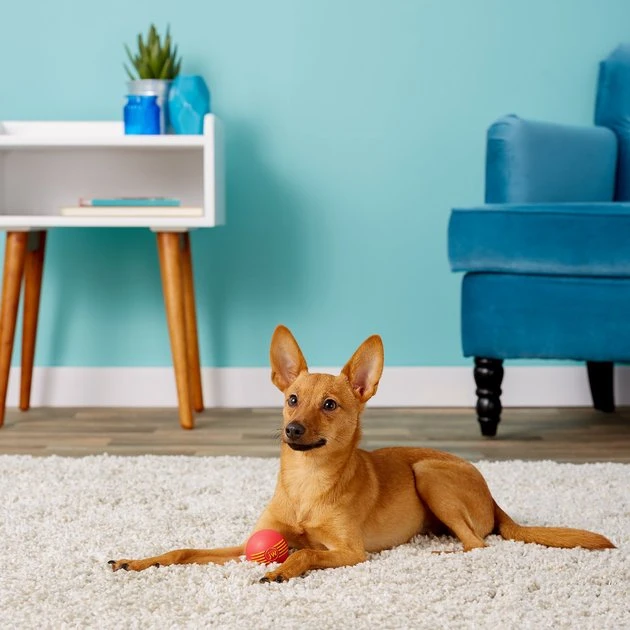 JW Pet iSqueak Ball Dog Toy, Color Varies, Small JW Pet iSqueak Ball Dog Toy, Color Varies -Pet Toy Elegant Shop 71041 PT1. SY630 V1534452152