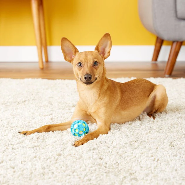 JW Pet ProTEN Hol-ee Roller Dog Toy, Mini JW Pet ProTEN Hol-ee Roller Dog Toy -Pet Toy Elegant Shop 81082 PT1. SY630 V1540819033