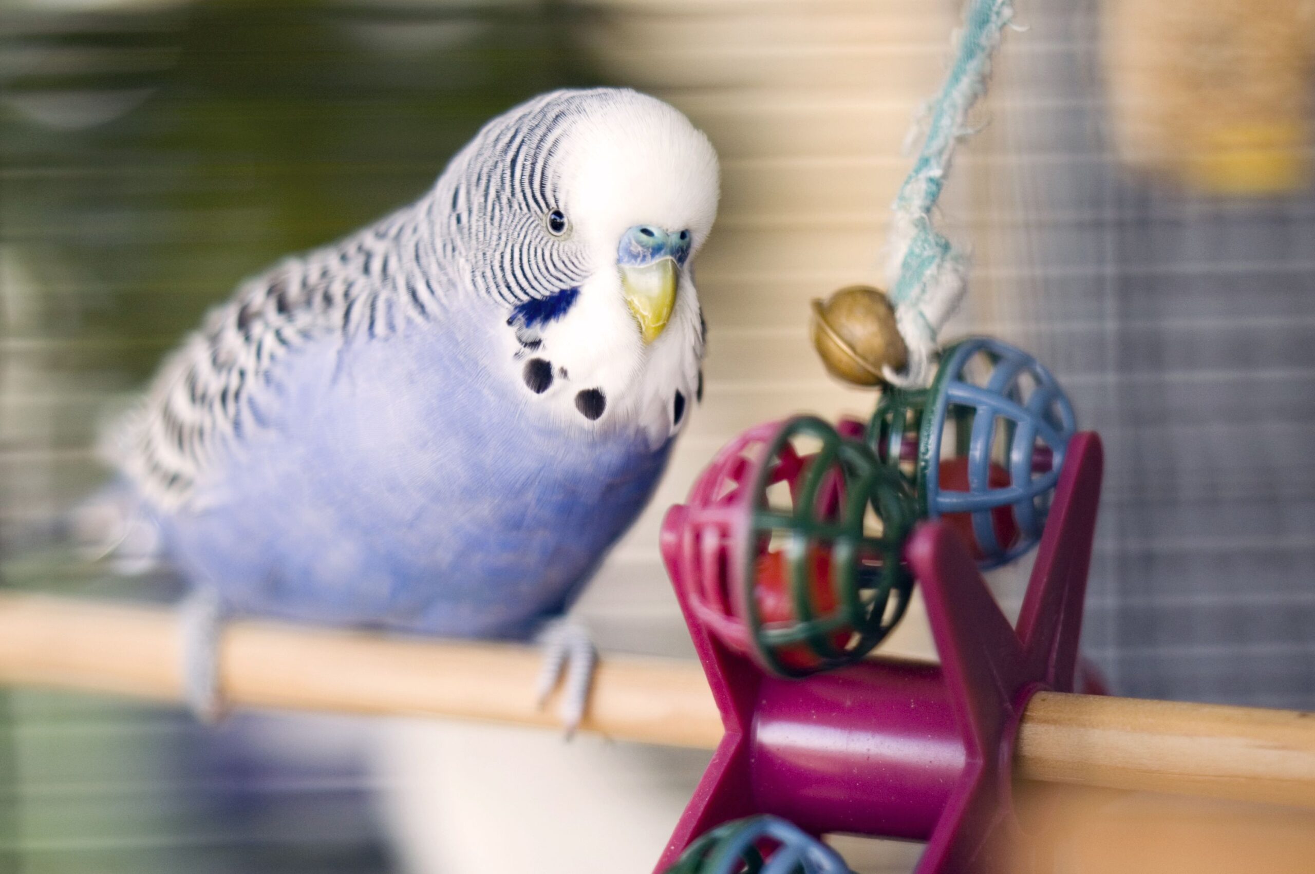 Pet Toy Elegant Shop -Pet Toy Elegant Shop blue budgie with toy 174660818 5b4c1d59c9e77c00376355ff scaled